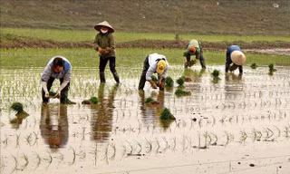 Rét đậm, rét hại chạm mốc lịch sử
