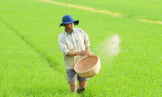 Nông dân thở phào vì phân bón cắt 'cơn sốt' giá 