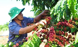 Giá cà phê cao kỷ lục, vì sao nông dân hụt hẫng? 