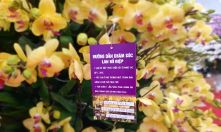 Chậu lan hồ điệp 'khủng' giá 165 triệu có gì đặc biệt? 