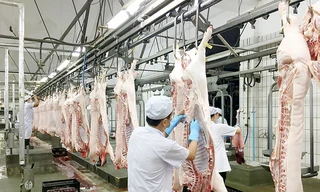 'Lộ diện' những doanh nghiệp chăn nuôi lãi đậm nhờ giá thịt lợn tăng cao