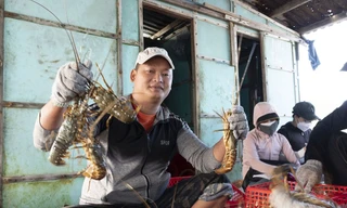 Trung Quốc sẽ tạo cơ chế đặc biệt cho tôm hùm bông Việt Nam