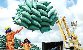 Giá gạo xuất khẩu tăng vọt đẩy giá lúa trong nước 'nóng sốt' từng ngày