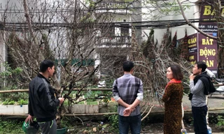 Sơn La nói gì về việc truy xuất nguồn gốc đào rừng khiến hoạt động buôn bán tê liệt?