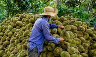Vì sao chưa công bố nguyên nhân 30 lô sầu riêng nhiễm Cadimi?