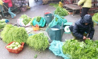 Rau, hoa Sapa rớt giá thảm
