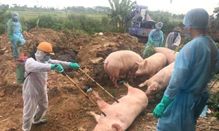 Dịch bệnh gia súc tăng mạnh, Bộ Nông nghiệp cảnh báo địa phương thông tin không trung thực 