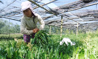 Rau mùi, húng quế Việt sang châu Âu hết cảnh bị kiểm soát thuốc bảo vệ thực vật 