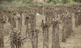 Hơn 100 hồ thủy lợi dưới mực nước chết, miền Trung nguy cơ hạn nặng