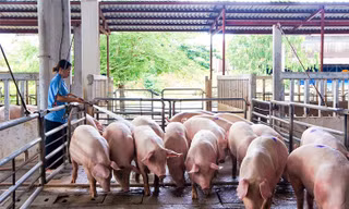 Lý do giá lợn hơi tăng cao nhất trong vòng 1 năm