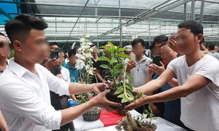 Lan đột biến giá trăm tỷ có sự thao túng tạo giao dịch ảo?