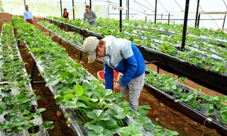 Hàn Quốc cho phép lao động Việt hết hạn hợp đồng ở lại đến năm 2022