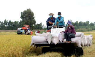 Xuất khẩu gạo giảm mạnh, nhiều doanh nghiệp đóng cửa ngừng sản xuất