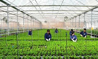 Yêu cầu doanh nghiệp không đưa lao động Việt Nam tới Israel 