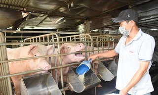 Giá lợn hơi đồng loạt tăng trong tháng giáp Tết