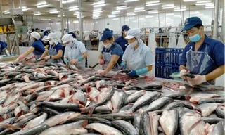 Vì sao xuất khẩu cá tra sang EU “làm 7 tháng tiền nhiều bằng cả năm”?