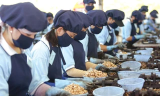  Là 'ngôi sao' xuất khẩu tỷ USD, vì sao hạt điều bị kiểm dịch quá gắt?