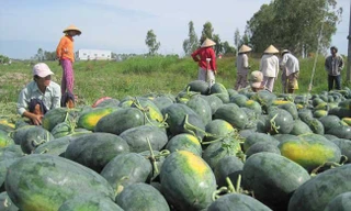  Sắp hết cảnh lo rủi ro xuất khẩu dưa hấu 