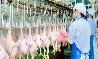 Thịt, trứng trong nước dư thừa, Việt Nam vẫn ồ ạt nhập thực phẩm ngoại