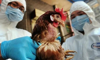 Nguy cơ cúm gia cầm độc lực cao H5N8 lây lan trên diện rộng