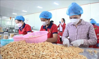 Doanh nghiệp ngành điều ‘đứng ngồi không yên’ vì đối tác bẻ kèo