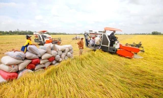 Lúa đầy đồng, giá giảm sâu, vì sao Vinafood I, Vinafood II 'án binh bất động'?