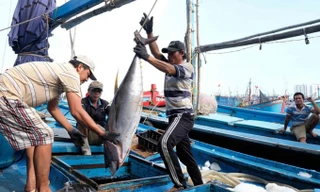 Thông tin mới nhất việc EC thanh tra gỡ ‘thẻ vàng’ thủy sản