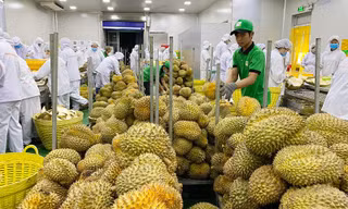 Siết chặt việc kiểm tra mã số vùng trồng sầu riêng xuất khẩu sang Trung Quốc