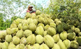 Đua nhau chặt cà phê, tiêu trồng sầu riêng: Cảnh báo lặp lại 'vết xe đổ'