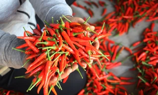 Hàn Quốc thu hồi ớt khô Việt Nam do vượt dư lượng thuốc trừ sâu