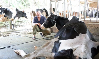 Thông tin mới vụ hơn 200 con bò sữa chết bất thường ở Lâm Đồng