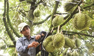 Sầu riêng Việt rộng cửa xuất chính ngạch sang Trung Quốc