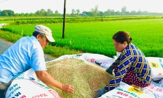 Giá phân bón giảm thấp nhất trong 2 năm qua