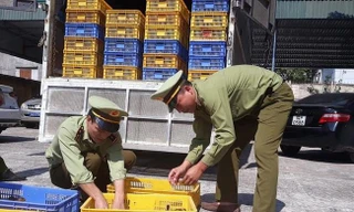 Gia cầm nhập lậu tăng mạnh, phát hiện virus cúm A/H5 có thể lây sang người 