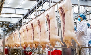 Đại gia chăn nuôi Dabaco ‘bốc hơi’ gần hết lợi nhuận sau kiểm toán