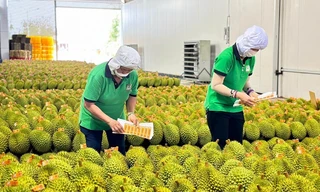 Sầu riêng Việt Nam 'soán ngôi' số 1 tại Trung Quốc 