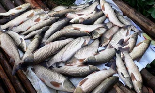 Làm rõ nguyên nhân thủy sản đồng loạt chết bất thường