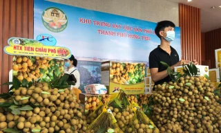 Đưa nhãn lồng Hưng Yên lan tỏa ra thị trường quốc tế từ năm 2022