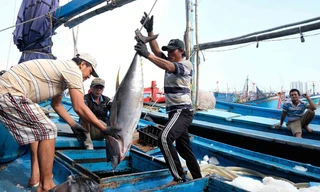 Yêu cầu doanh nghiệp ‘nói không’ với sản phẩm thủy sản khai thác bất hợp pháp 