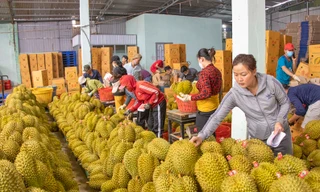 Sầu riêng rớt giá từ 200.000 đồng/kg xuống 50.000 đồng/kg