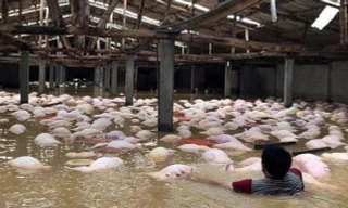 Quảng Nam, Quảng Ngãi thiệt hại nặng do mưa lũ