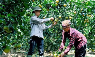 Xuất hiện cam 'trái vụ' bán chạy hơn cam Vinh, Cao Phong dịp Tết Nguyên đán