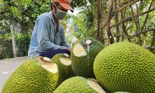 Sau thanh long, hàng chục nghìn tấn mít, bưởi, chuối cần tiêu thụ gấp