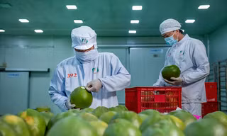 Xuất khẩu rau quả sang Trung Quốc kỳ vọng ‘bùng nổ’