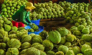 Sầu riêng hết vụ, xuất khẩu rau quả giảm mạnh