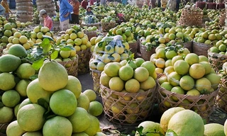 Bưởi da xanh, sầu riêng rớt giá thảm hại