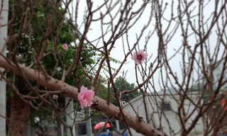 Cận cảnh xe đào dán tem đầu tiên từ Sơn La xuống Hà Nội