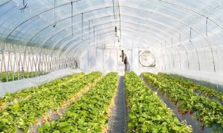 Rau xanh trồng trên sao Hoả