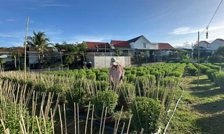 'Thủ phủ' hoa cúc ở Khánh Hòa tất bật vụ Tết