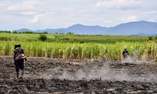 Lo sợ lụi tàn 'vương quốc' mía ở Khánh Hòa